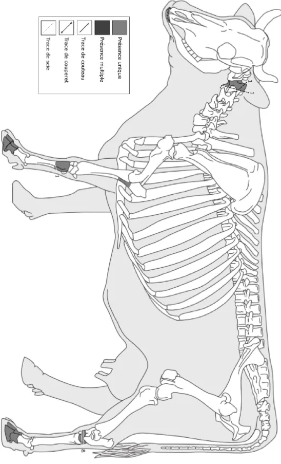 Figure 15.  Distribution anatomique des restes de vache domestique et localisation et décompte  des marques de découpe (Tiré et modifié de Coutureau 1996) 