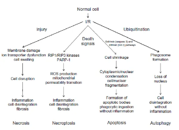 Figure 8 : Les différents mécanismes de la mort cellulaire induits suite à l'I/R (76)   La nécrose induite par l’I/R se produit généralement suite à la génération de l’œdème  cellulaire  et  à  l’activation  d’enzymes  cytotoxiques