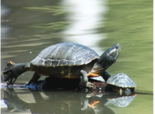 Figure 1 : La tortue de Floride  (Trachemys scripta elegans)