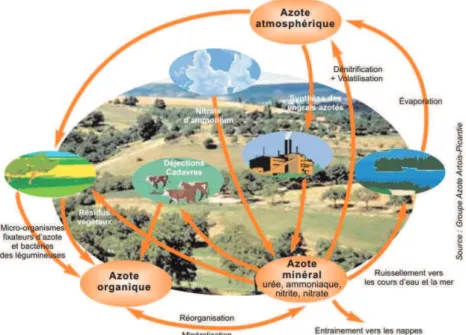 Figure 17 : Le cycle de l’azote - Source : [86] 