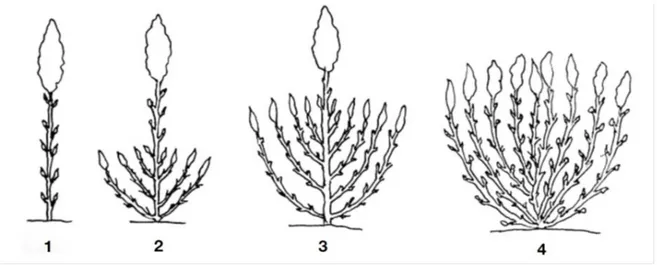 Figure 3 Types des ramifications de quinoa 