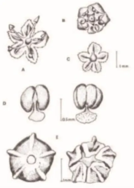 Figure 5 Fleurs hermaphrodites et femelles du quinoa   (Marie Herbillon, 2015)   