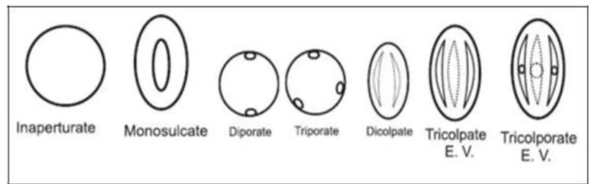 Figure  8:  Les différents types de pollen selon leurs apertures (Caulten, 2009). 