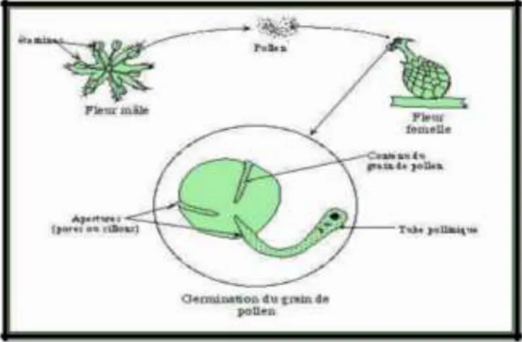 Figure  12: Les étapes de la germination du grain du pollen (Caulten, 2009). 