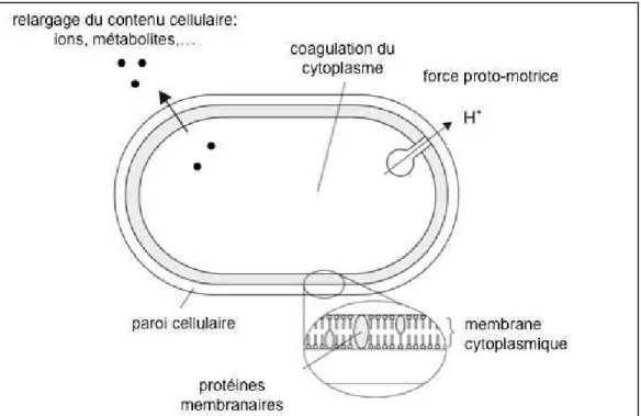 Figure  10  :  Principales  localisations  des  sites  d’action  des  constituants  des  HE  sur  une  cellule  bactérienne (Burt, 2004)