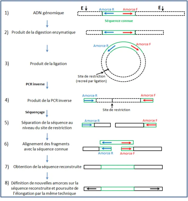 Figure 23 : Schéma récapitulant les étapes de l'allongement d'une séquence connue  par PCR inverse