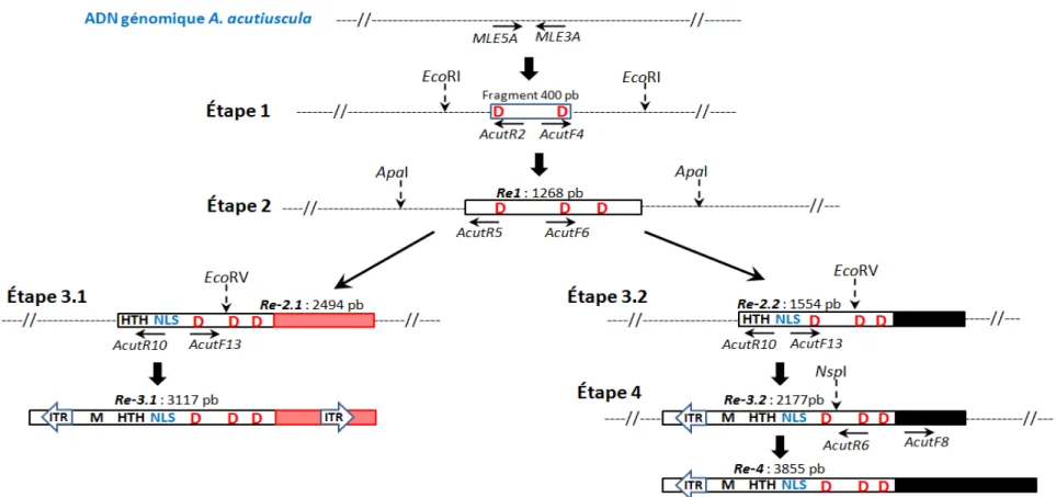 Figure 24 : Schéma récapitulatif des étapes de la reconstruction des séquences MLE chez A