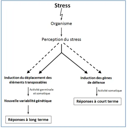 Figure  15  :  Induction  du  déplacement  des  éléments  transposables  après  un  stress(D’après Capy et al., 2000)