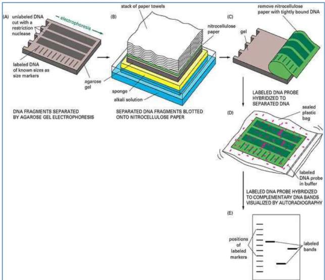 Figure 26 : Schéma du principe du transfert d’ADN sur membrane par Southern  blot.