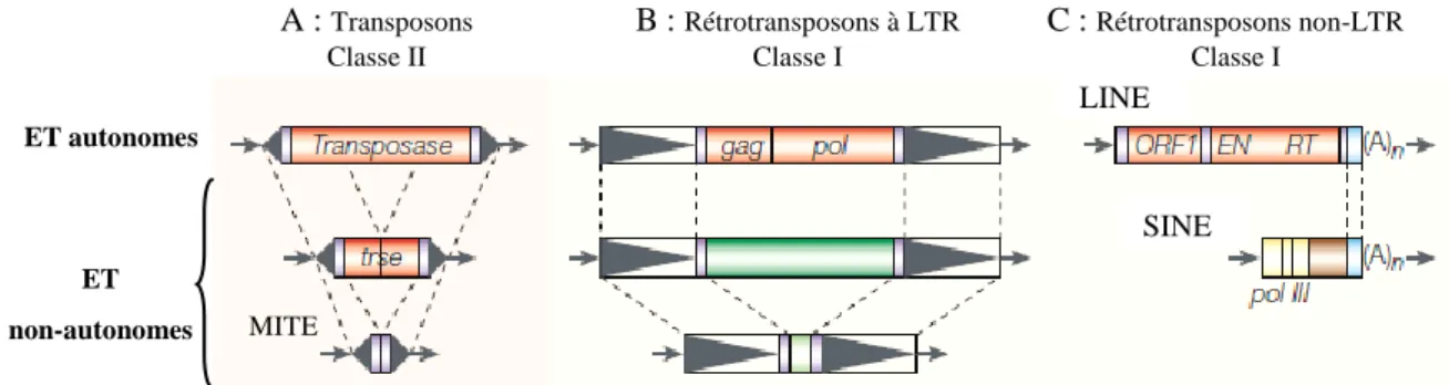Figure 12 : Principe de la transposition en trans des éléments non-autonomes à partir de la machinerie des  éléments autonomes (d’après Feschotte et al., 2002)