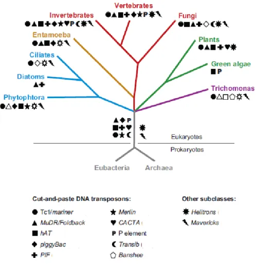 Figure  13 :  Distribution  des  ET  de  classe  II  dans  les  génomes  eucaryotes  (d’après Feschotte  et  Pritham,  2007)