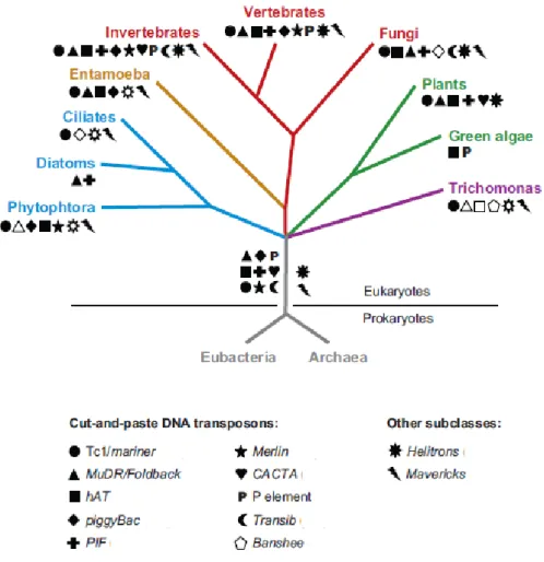 Figure  13 :  Distribution  des  ET  de  classe  II  dans  les  génomes  eucaryotes  (d’après Feschotte  et  Pritham,  2007)