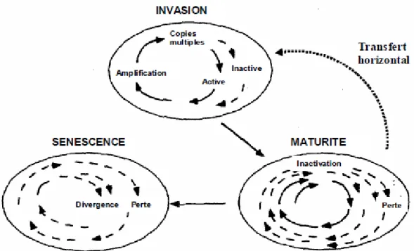 Figure 14 : Les trois phases du cycle de vie des ET dans les génomes (d’après Kidwell et Lisch, 2001)