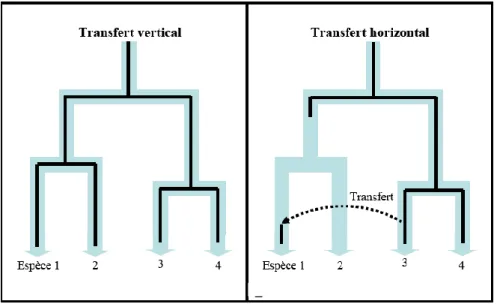 Figure  15  :  Schéma  simplifié  du  mode  de  transfert  vertical  et  horizontal  des  ET  (d’après  Eickbush  et  Malik, 2002)