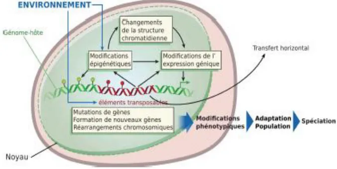 Figure  18  :  Modèle  écologique  d’évolution  des  ET  dans  les  génomes  en  relation  avec  les  facteurs  environnementaux selon Biémont et Vieira (2006)
