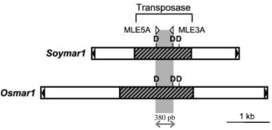 Figure 20 : Définition des amorces MLE5A et MLE3A par Feschotte et Wessler (2002). 