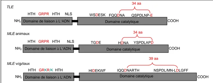 Figure 22 : Représentation simplifiée de la structure des transposases des TLE,  MLE animaux et des MLE  végétaux