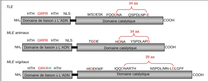 Figure 22 : Représentation simplifiée de la structure des transposases des TLE,  MLE animaux et des MLE  végétaux