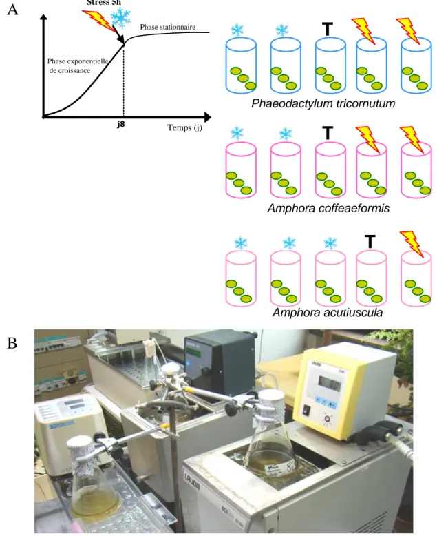 Figure  23  :  Dispositif  expérimental  utilisé  pour  appliquer  les  stress  thermiques  aux  trois  diatomées  Phaeodactylum tricornutum, Amphora coffeaeformis et Amphora acutiuscula