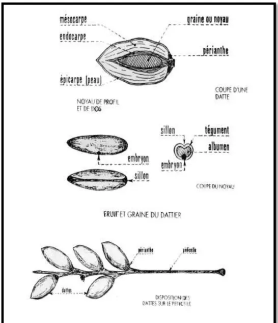 Figure 4 : Morphologie et anatomie du fruit et de la graine du palmier dattier (d‟après  MUNIER., 1973)