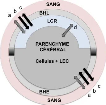 Figure  4.  Représentation  schématique  des  compartiments  cérébraux.  BHL :  barrière  hémato-liquidienne ;  BHE :  barrière  hémato-encéphalique ;  LCR :  liquide  céphalorachidien