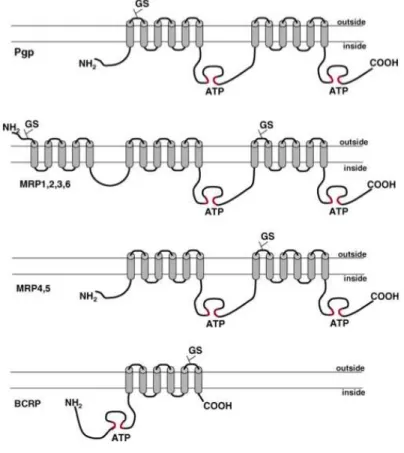 Figure 7. Schéma des transporteurs ABC (P-gp, MRP, BCRP). 