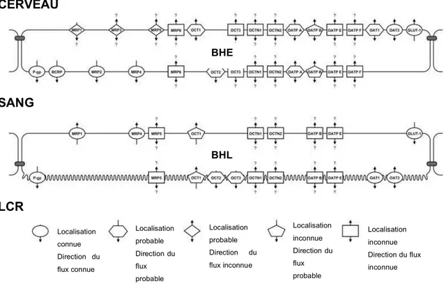 Figure  8.  Localisation  des  différentes  protéines  de  transport  actif  sur  la  BHE  et  la  BHL  (Westerhout et al