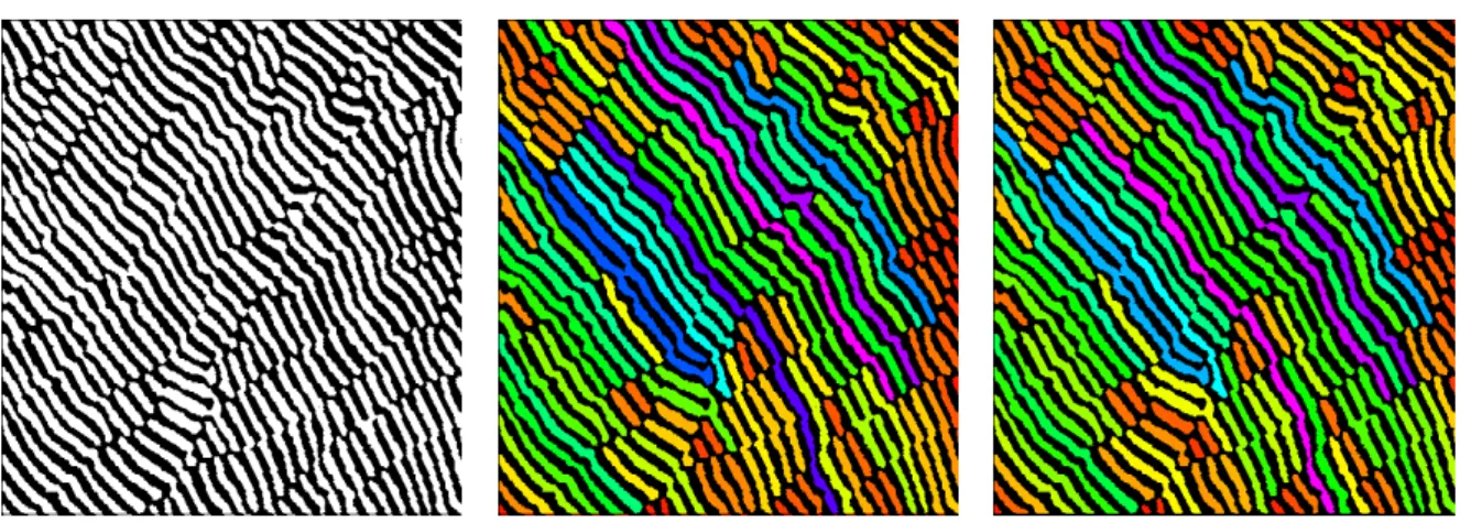Figure 5: Example of Feret horizontal and vertical diameters labellings.