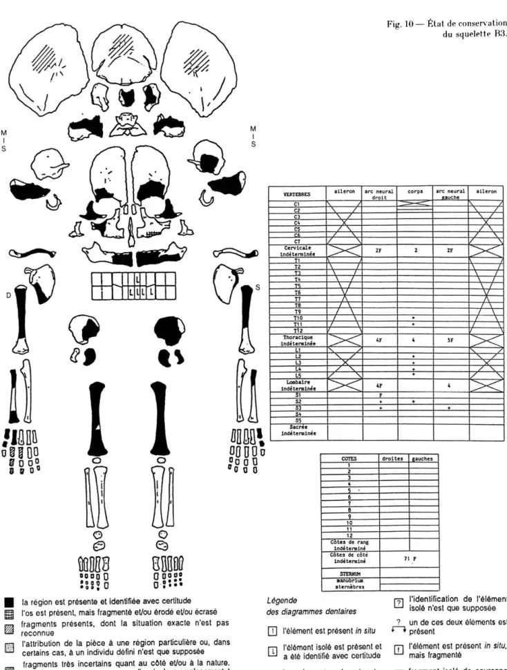 Fig. 10 — État de conservation  du  squelette  B3. 