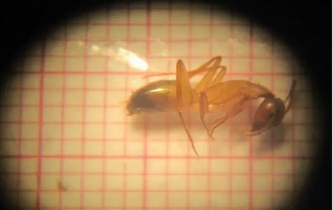 Figure 11 – Camponotus thoracicus 