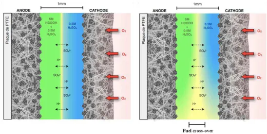 Figure  6.  Interface  liquide-liquide  dans  une  pile  à  combustible  microfluidique  «auto- «auto-transpirante»