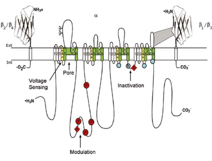 Figure  2 :  Représentation  schématique  de  la  topologie  membranaire  des  canaux  sodiques dépendants du potentiel
