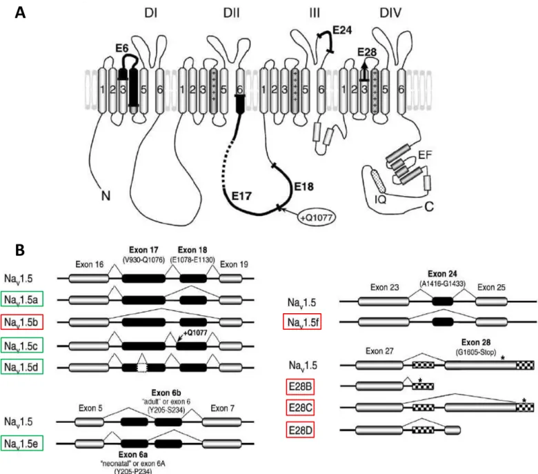 Figure 5 :  Représentation schématique de la structure des variants d’épissage du canal Na v 1.5