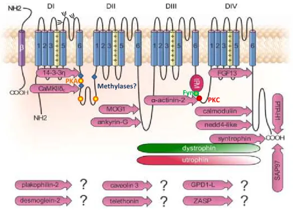 Figure 6 : Illustration des protéines régulatrices partenaires des canaux Na v 1.5 et de leurs  sites d’interaction sur la sous-unité  