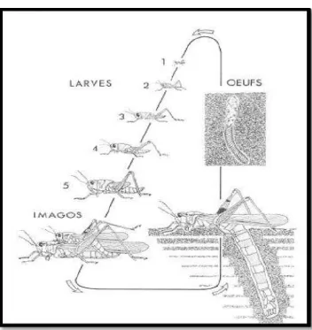 Figure 04: Le Cycle biologique d’un 