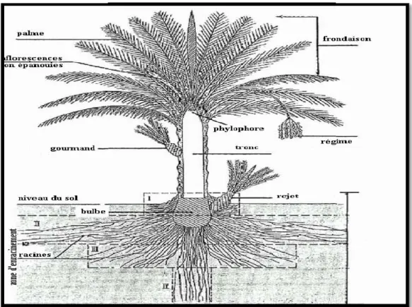 Figure 06: Le Schéma du palmier dattier Source : (M