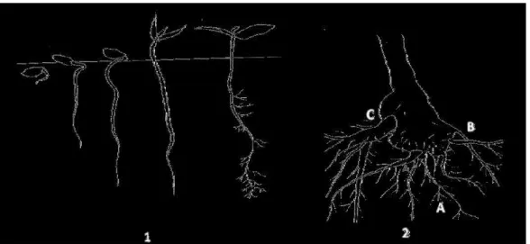 Figure  07  :  Développement  du  système  racinaire  de  l’olivier,  1  :  germination  du  noyau  d’olivier ; 2 : évolution du système racinaire d’un olivier de semis ; A : système racinaire à  la  plantation,  B  :  système  racinaire  secondaire,  C  :