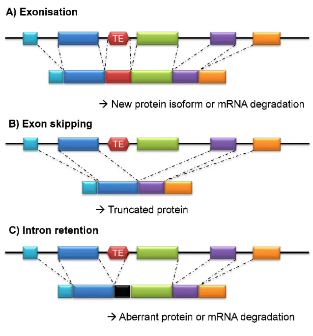 Figure 2. Simplified view of the main consequences of TE insertion on mRNA splicing. A)  exonisation; B) exon skipping; 