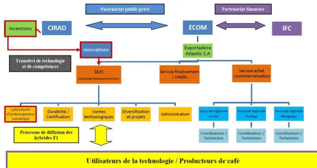 Figure 2 : Le réseau des acteurs du processus d’innovation autour de l’amélioration variétale du café au  Nicaragua       SMS : Sustainable Management Services (département d’ECOM)  IFC : International Finance Corporation  Exportadora Atlantic : succursale