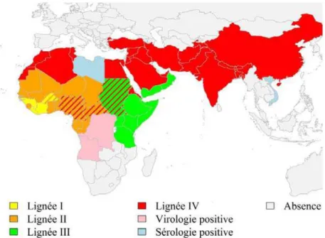 Figure 1 : Distribution connue du virus de la PPR et de ses lignées dans le monde     
