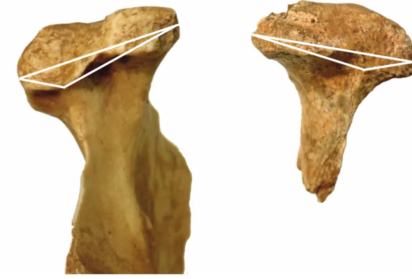 Figure 8 - Comparaison du fragment de mandibule Arcy 63 R X C7 (à droite) avec le moulage de la partie équivalente de la mandibule  de La Chapelle-aux-Saints (à gauche)
