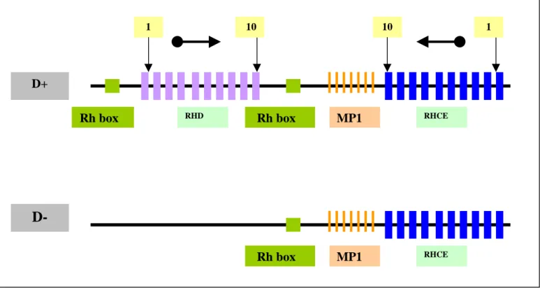 Figure 7 : Organisation et bases du polymorphisme des gènes RH (Daniels G, 2002).