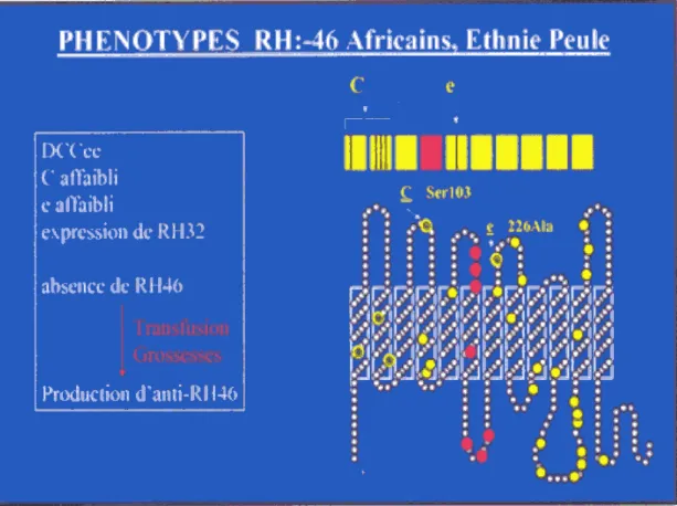 Figure 8 : Bases moléculaires du phénotype RH : -46 (Noizat-Pirenne, 2002)