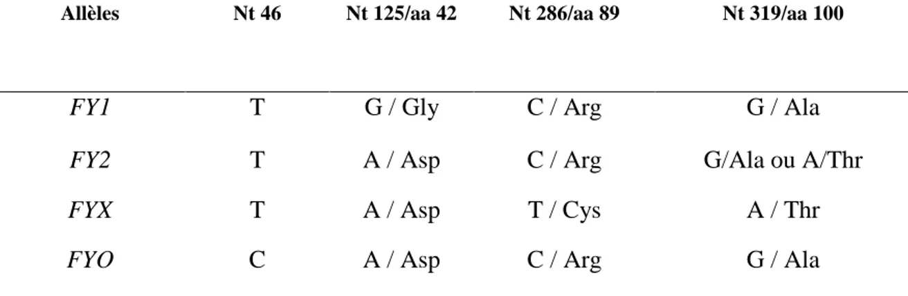 Table 7 : Polymorphisme moléculaire des gènes Duffy (Daniels, 2002)