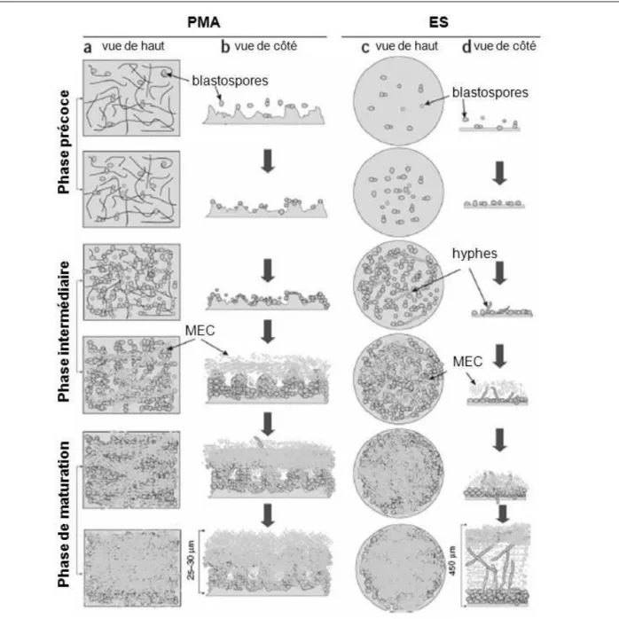 Figure 3 : Représentation schématique des tr ois phases de développement d’un biofilm de  Candida spp