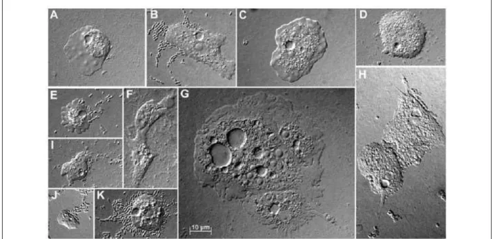 Figure 7 : Observations en microscopie optique  de différents genres d’amibes  libres : 