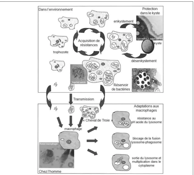 Figure 10 : Schéma du rôle des amibes libres en tant que réservoir et vecteur de  transmission de bactéries (Greub and Raoult, 2004)