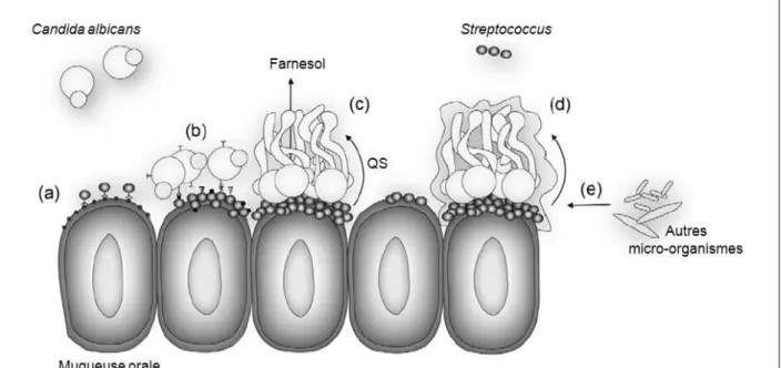 Figure 19 : Schéma des interactions mutualistes entre C. albicans et Streptococcus gordonii  dans la cavité orale (a-e)