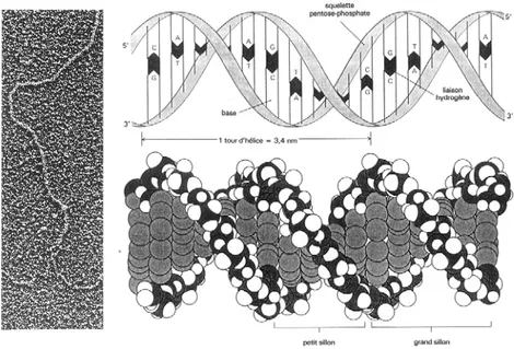 Figure 5. Photographie en microscopie électronique et structure  hélicoïdale de l'ADN.
