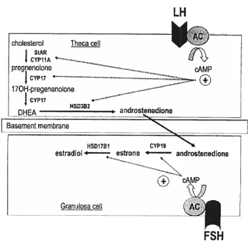 Fig. 2. Follicular phase steroid biosynthesis in the ovary with the illustration of the two-cell/two-gonadotropin theory.